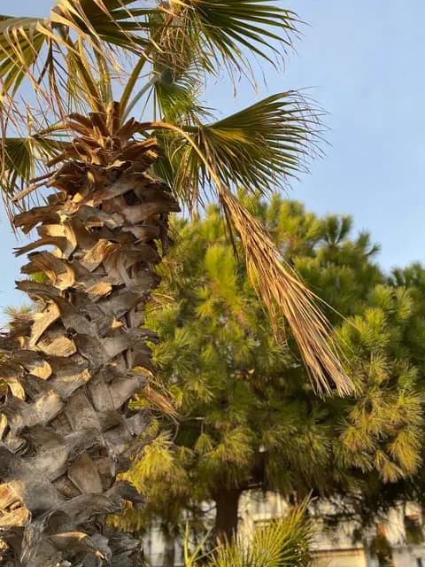 Cannes 2024, photo 3 sur 41